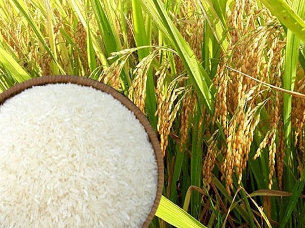 Chính sách thay đổi thuế suất đối với lúa, gạo nhập khẩu từ Lào